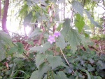 Nettle Leaf Bellflower