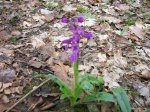 Early Purple Orchid 2