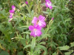 Great Willow Herb